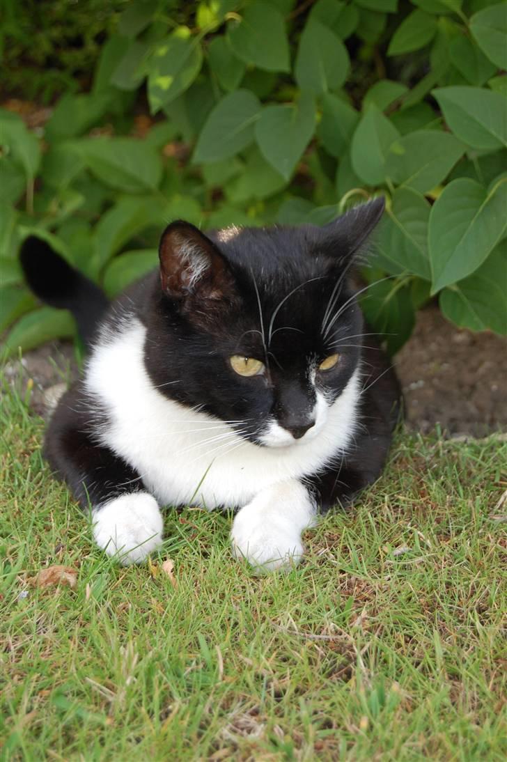 Blanding af racer Victor<3 billede 2