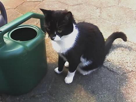 Blanding af racer Victor<3 billede 3