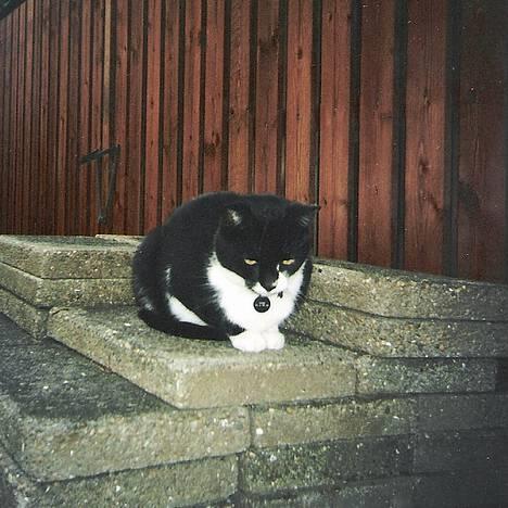 Blanding af racer Victor<3 - fine misser  billede 4