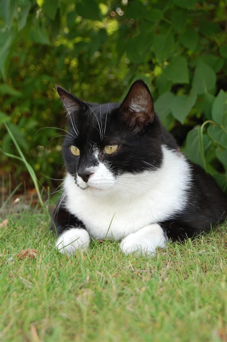 Blanding af racer Victor<3 billede 5