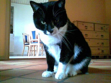 Blanding af racer Victor<3 billede 6