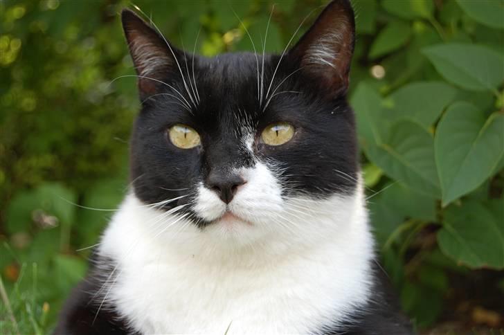 Blanding af racer Victor<3 billede 7