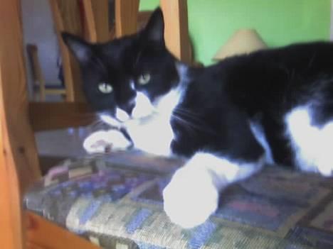 Blanding af racer Victor<3 billede 8