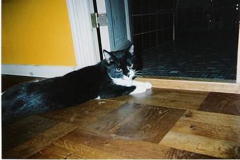 Blanding af racer Victor<3 billede 9