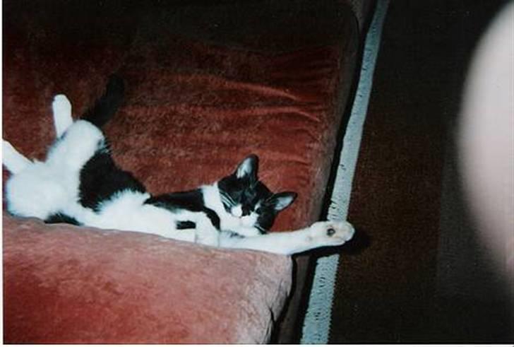 Blanding af racer Victor<3 billede 10