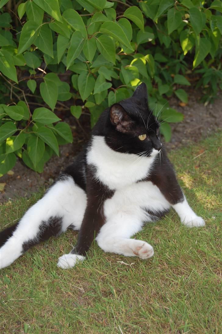 Blanding af racer Victor<3 billede 11