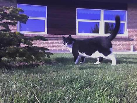 Blanding af racer Victor<3 billede 12