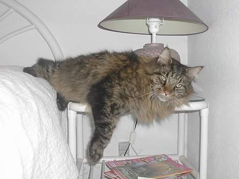 Maine Coon Tiger - Tiger ligger lige og slapper af på natbordet . billede 18