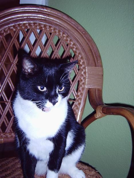 Blanding af racer Victor<3 billede 13