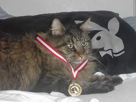 Maine Coon Tiger billede 19