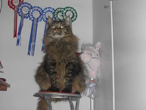 Maine Coon Tiger - Hvad er mon det han har fået øje på ? billede 20