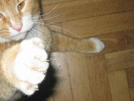 Blanding af racer Victor - så skal der leges! billede 3