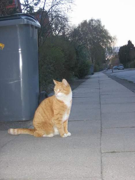 Blanding af racer Victor - Lille kat, lille kat, lille kat på vejen. Hvis er du, hvis er du, jeg er sgu Min egen (Evas). billede 4