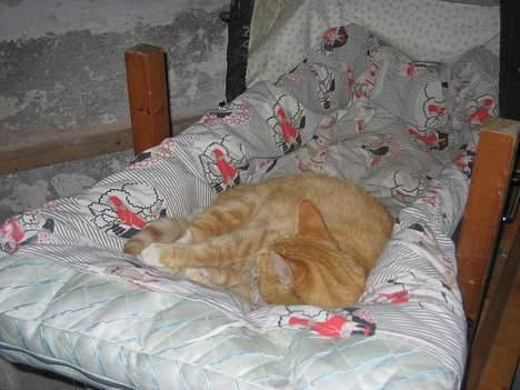 Blanding af racer Victor - en lille træt baby i sin barnevogn. billede 6