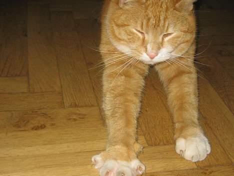 Blanding af racer Victor - så er det tid til at strække sig lidt...! billede 7