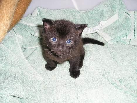 Blanding af racer Lucky (bette missen) - Lucky, få uger gammel . billede 2