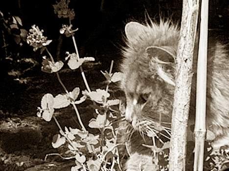 Norsk Skovkat Futte billede 1