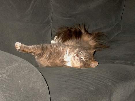 Norsk Skovkat Futte billede 2