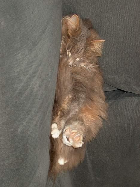 Norsk Skovkat Futte billede 3