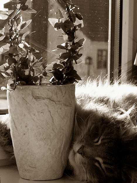 Norsk Skovkat Futte billede 4