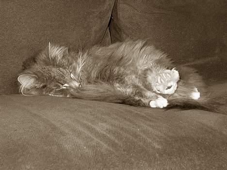 Norsk Skovkat Futte billede 5