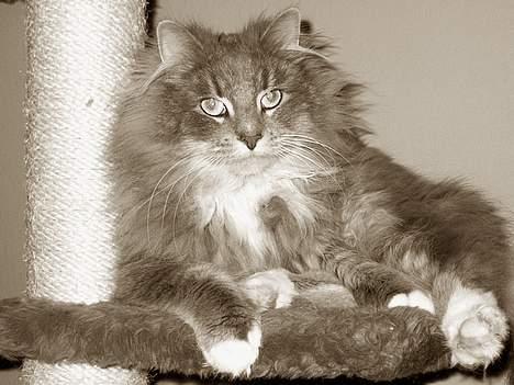 Norsk Skovkat Futte billede 6