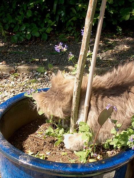 Norsk Skovkat Futte billede 7