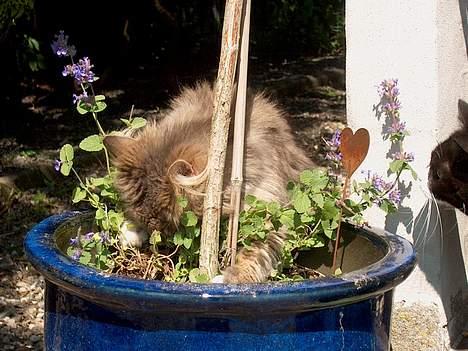 Norsk Skovkat Futte billede 8