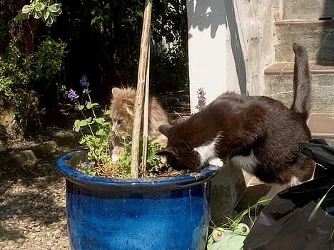 Norsk Skovkat Futte billede 9