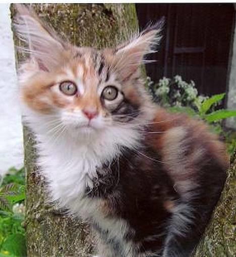 Maine Coon Mille - Den her verden er bare ALT for stor til mig... billede 4