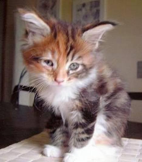 Maine Coon Mille billede 5