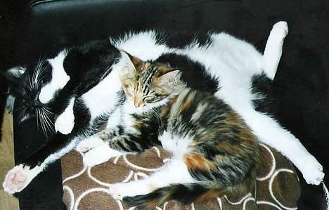 Maine Coon Mille - Min ´storebror´ er bare så dejlig at hygge med. billede 6