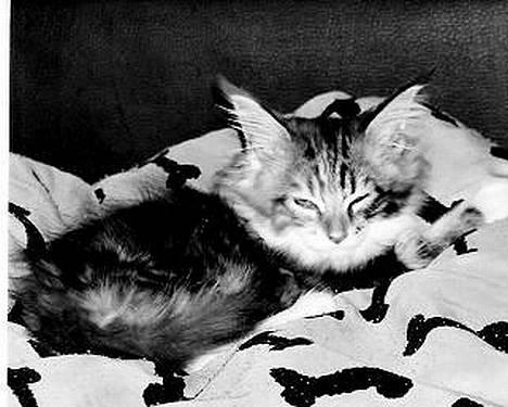 Maine Coon Mille billede 7