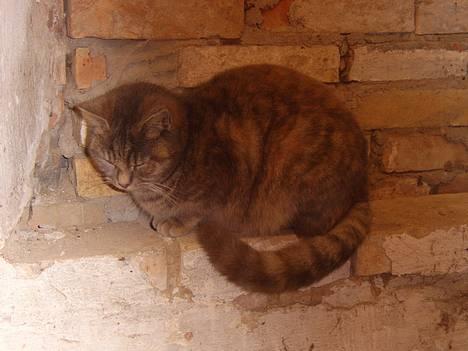 Huskat Bianca - Er jeg ikk bar SØD??? billede 1