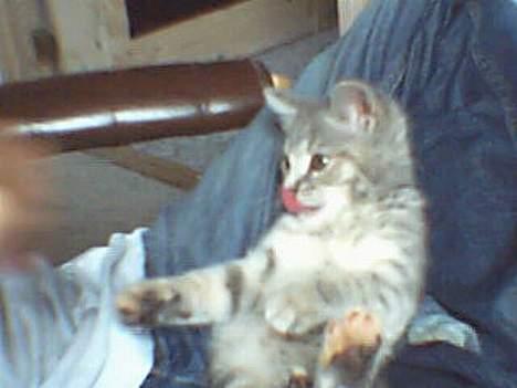 Huskat Bianca - Orv... Den fisk ser lækker ud billede 2