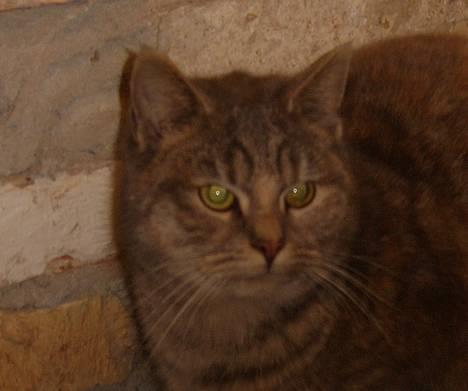 Huskat Bianca - Mig, Præsten og Max billede 3