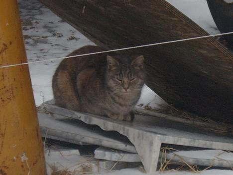 Huskat Bianca - Er jeg ikk køn?? billede 4