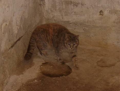 Huskat Bianca - TIT TIT billede 5