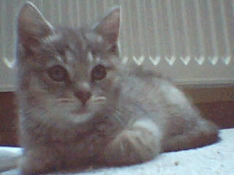 Huskat Bianca - hvor ER jeg TRÆT billede 6