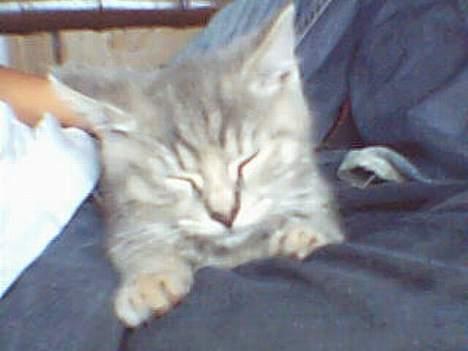 Huskat Bianca - Sove kan man vel altid??? billede 7