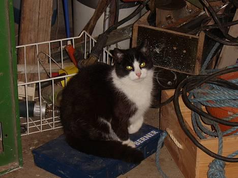 Huskat Præsten billede 1