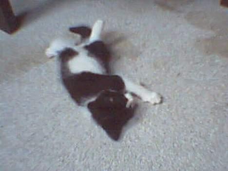 Huskat Præsten - En af hendes mærkelige sovestillinger billede 2