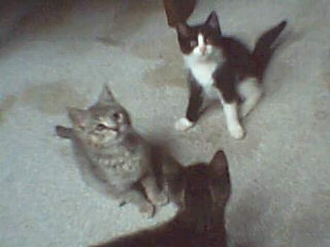 Huskat Præsten - Mig, Bianca og Max billede 3