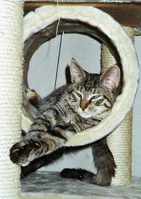 Blanding af racer SIF - total afslapning billede 7