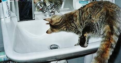 Blanding af racer SIF - En vandhane er altid sjov.... billede 8