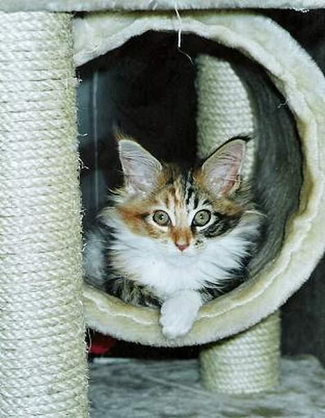 Maine Coon Mille - MIN hule..... billede 8