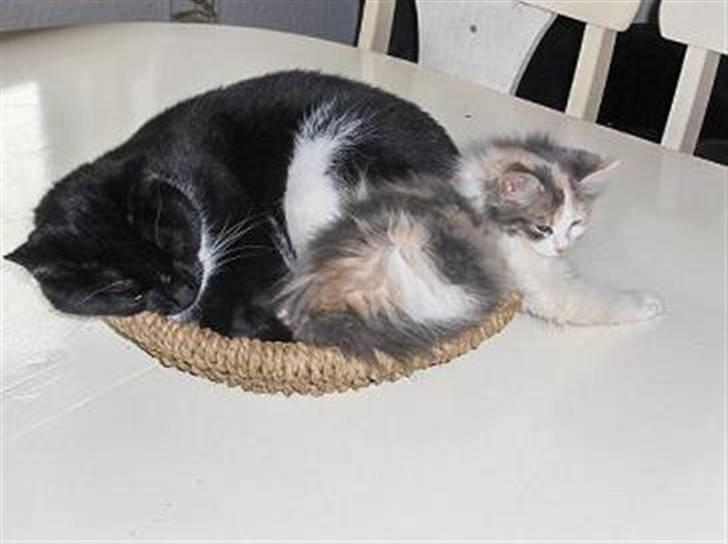 Blanding af racer PJEVS - hygge med lille my... billede 2