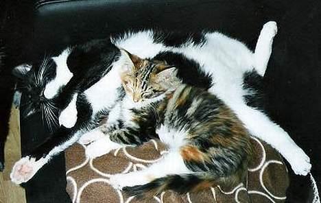 Blanding af racer PJEVS - Hygge med min ´lillesøste´, tro mig, hun er sødest når hun sover.... billede 3