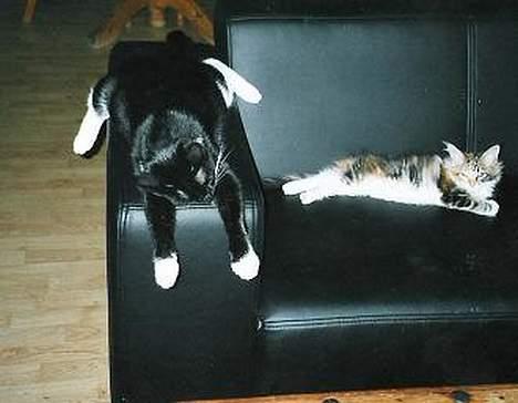 Blanding af racer PJEVS - puuuhhh det eer altså hårdt at være storebror... billede 4