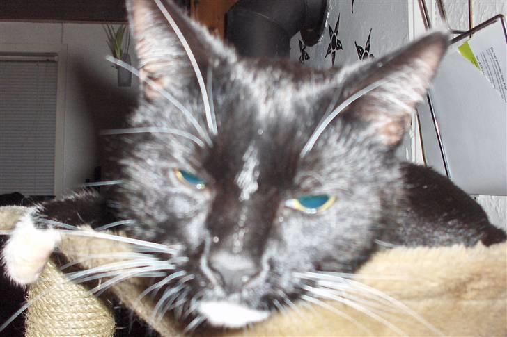 Blanding af racer PJEVS - close up billede 5